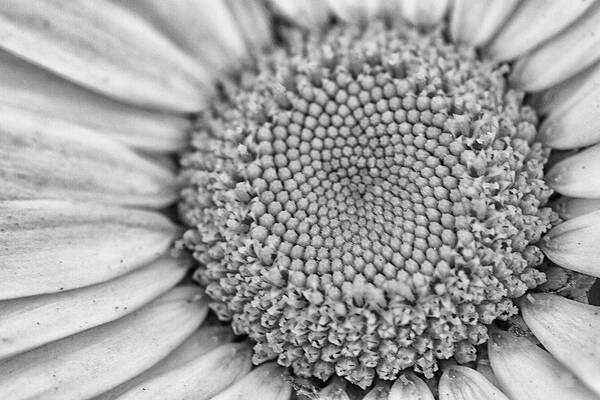 Daisy Art Print featuring the photograph Daisy Detail in Black and White by Bob Decker