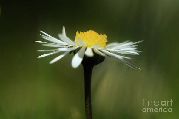 Flower Art Print featuring the photograph Daisy on Green by Terri Waters