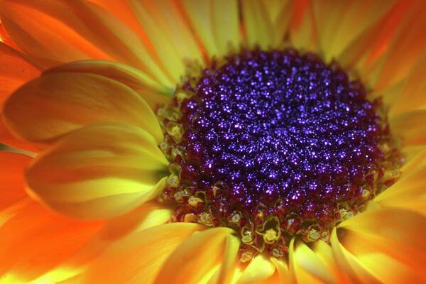 Daisy Art Print featuring the photograph Daisy Yellow Orange by Julie Powell