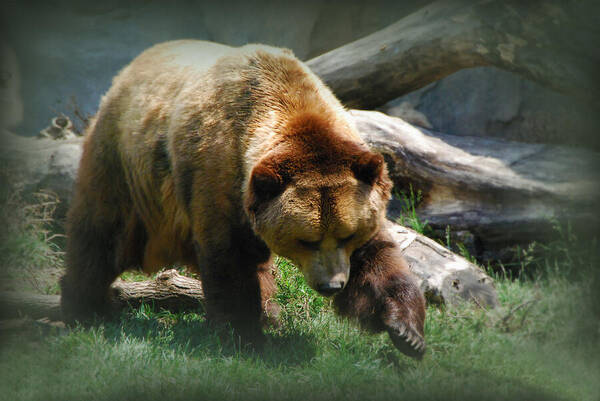 Bear Art Print featuring the photograph Damn Bee by Simone Hester