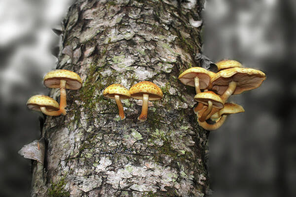 Fungi Art Print featuring the photograph Dance Around the Ancient Birch by Wayne King