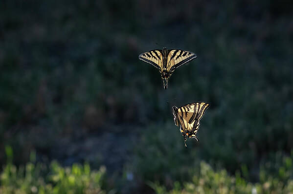 Swallowtail Art Print featuring the photograph Dance of the Swallowtails 3 by Rick Mosher