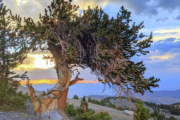 Bristlecone Art Print featuring the photograph Dancing Bristlecone by Gretchen Baker