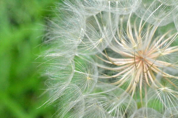 Nature Art Print featuring the photograph Dandelion 5 by Amy Fose