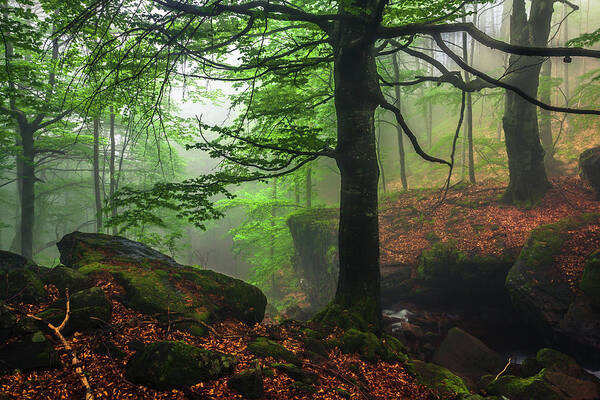 Fog Art Print featuring the photograph Dark Forest by Evgeni Dinev