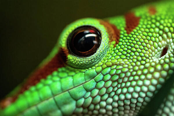 Day Gecko Art Print featuring the photograph Day Gecko Macro by Wesley Aston
