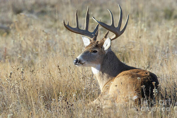 Whitetail Art Print featuring the photograph Day of Rest by Douglas Kikendall