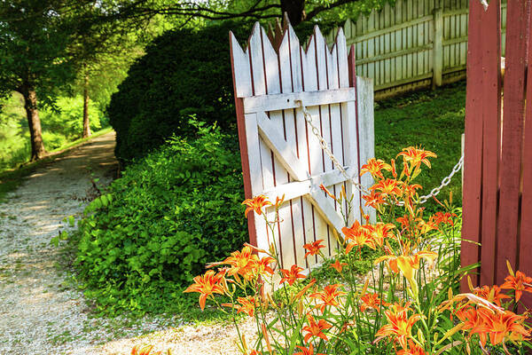 Colonial Williamsburg Art Print featuring the photograph Daylilies at the Gate by Rachel Morrison