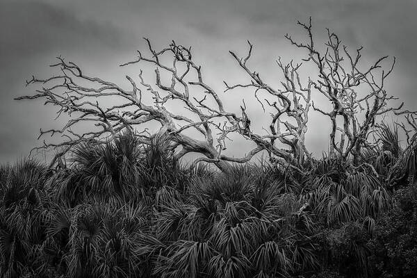 B&w Art Print featuring the photograph Dead Trees and Palmettos by Mike Schaffner