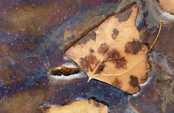 Leaves Art Print featuring the photograph Decomposition by Deborah Hughes