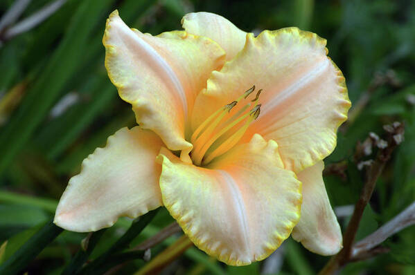 Daylily Art Print featuring the photograph Desirable Daylily. by Terence Davis