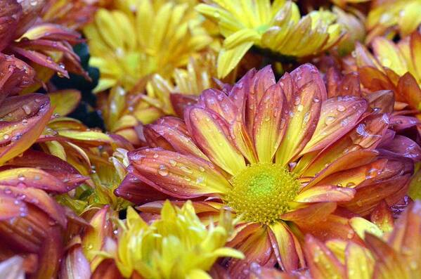 Daisy Art Print featuring the photograph Dewy Pink and Yellow Daisies 1 by Amy Fose