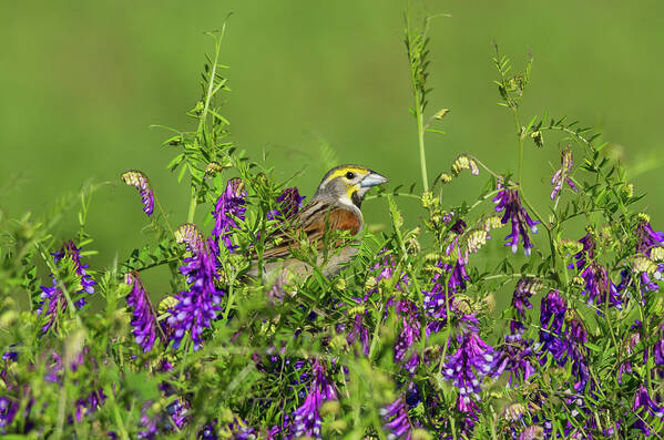 Birds Art Print featuring the photograph Dickcissel - 8256 by Jerry Owens