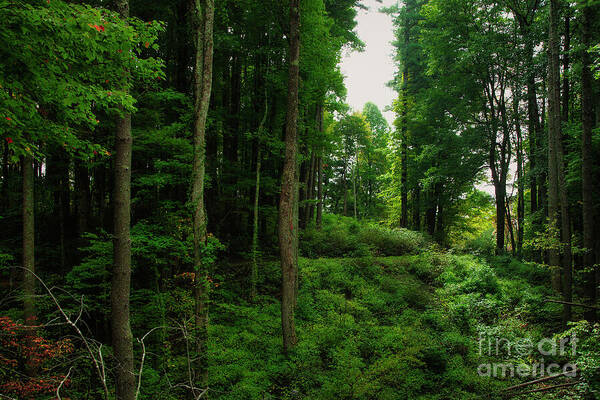 Road Art Print featuring the photograph Dirt Road in the Smokies by Shelia Hunt