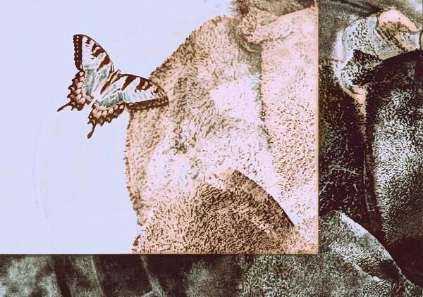 Butterfly Art Print featuring the photograph Discovery by Andy Rhodes