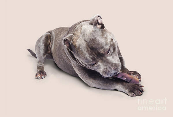 Pets Art Print featuring the photograph Dog eating chew toy by Jorgo Photography