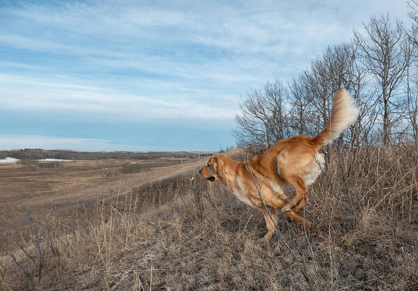 Dog Art Print featuring the photograph Dog Running In A Field by Karen Rispin