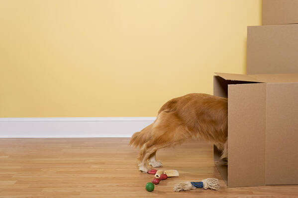 Pets Art Print featuring the photograph Dog Unpacking toys and bones from moving boxes in home by Cmannphoto