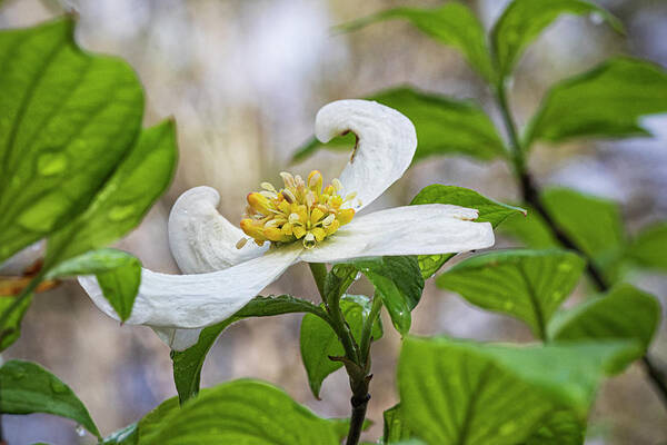 Dogwood Art Print featuring the photograph Dogwood Tree Bloom in the Croatan National Forest by Bob Decker