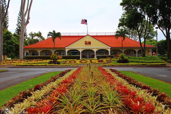 Dole Pineapples Art Print featuring the photograph Dole Pineapple Plantation Oahu, Hawaii by Michael Rucker