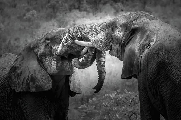 Africa Art Print featuring the photograph Dominant Sparring by Keith Carey