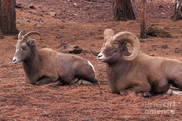 Nature Art Print featuring the photograph Double Big Horn Sheep by Mary Mikawoz