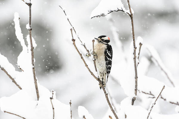Downy Woodpecker Art Print featuring the photograph Downy In A Snow Storm by Lara Ellis