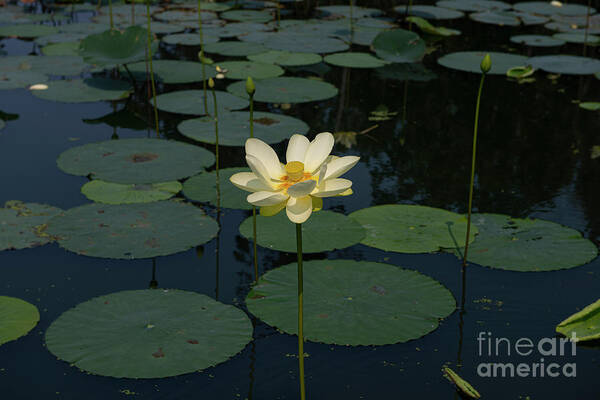 Flower Art Print featuring the photograph Drayton Hall Ornamental Pond by Dale Powell