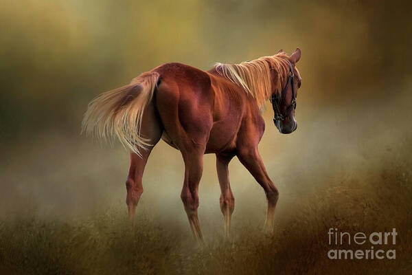 Horse Art Print featuring the photograph Dream Horse by Shelia Hunt