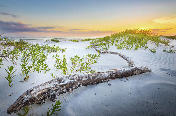 Beach Art Print featuring the photograph Driftwood At Sunset by Jordan Hill