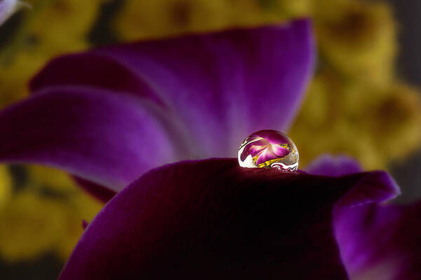 Macro Art Print featuring the photograph Drop on an purple orchid 2 by Wolfgang Stocker