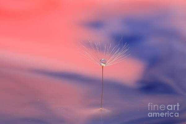 Droplet Art Print featuring the photograph Droplet on a Dandelion Seed by Billy Bateman