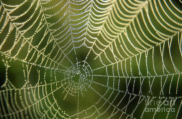 Cobweb Art Print featuring the photograph Droplets of dew on a spiders web by Neale And Judith Clark