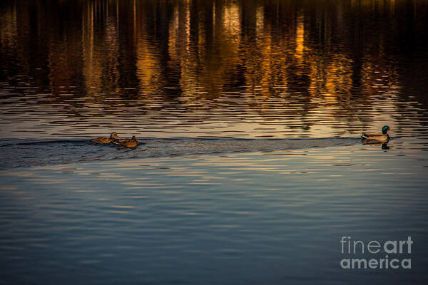 Ducks Art Print featuring the photograph Ducks on the Pond by Matthew Nelson