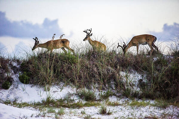 Deer Art Print featuring the photograph Dune Deer by Kurt Lischka