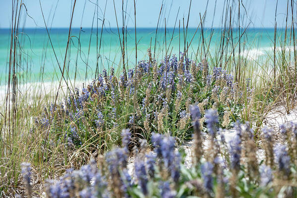 Sowal Art Print featuring the photograph Dunetop Blue Lupine by Kurt Lischka