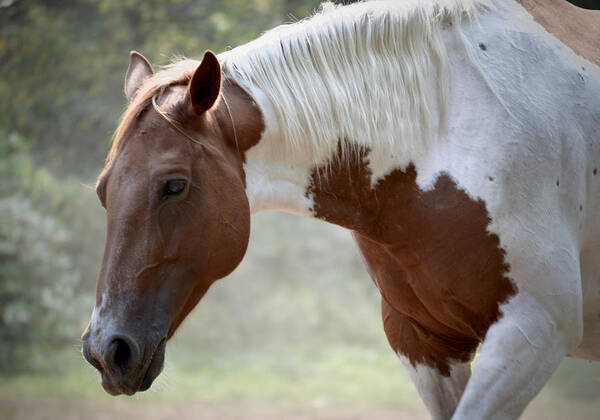 Dusty Art Print featuring the photograph Dusty Road by Listen To Your Horse