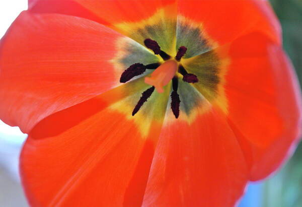 Tulip Art Print featuring the photograph Dutch Umbrella by Michele Myers
