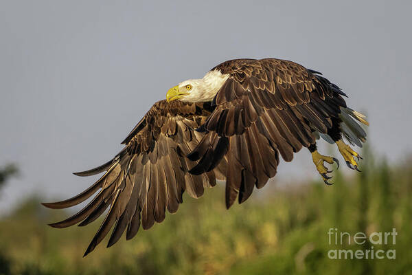Wagle Art Print featuring the photograph Eagle Flying Low by Tom Claud