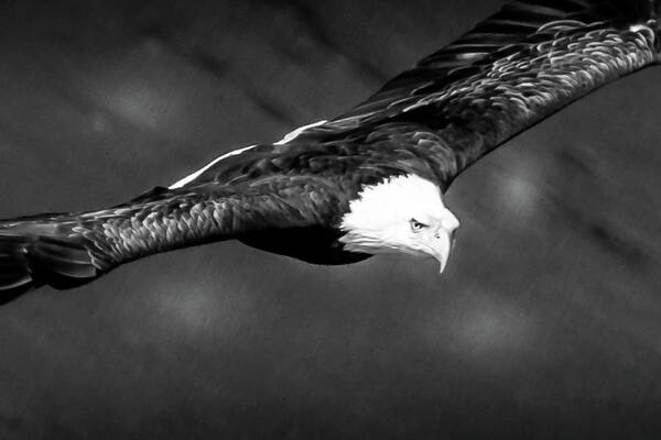 Eagle Art Print featuring the photograph Eagle in Black and White by David Wagenblatt