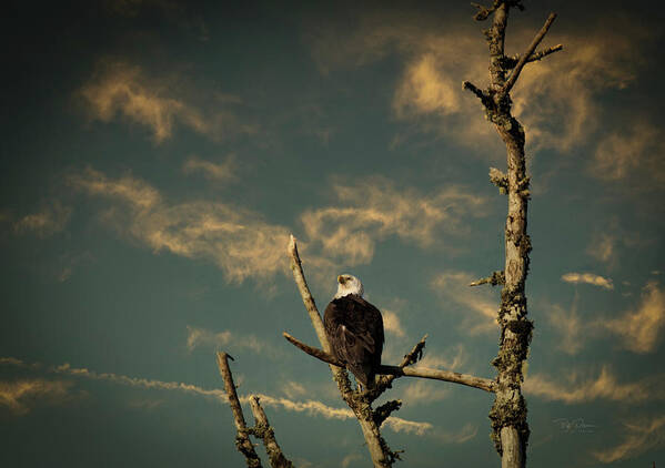 Arrival Art Print featuring the photograph Eagle Perch by Bill Posner