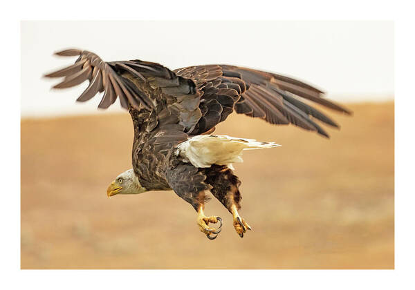 Eagle Art Print featuring the photograph Eagle Taking Off by Dorothy Cunningham