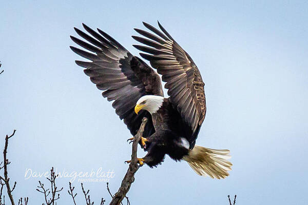 Eagle Art Print featuring the photograph Eagles Perch by David Wagenblatt