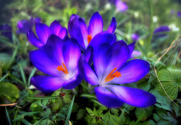 Flower Art Print featuring the photograph Early Crocus by Micah Offman