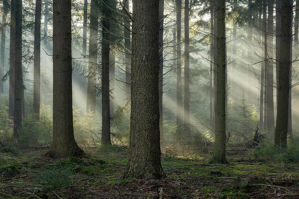 Autumn Art Print featuring the photograph Early morning light rays and fog between the trees by Anges Van der Logt