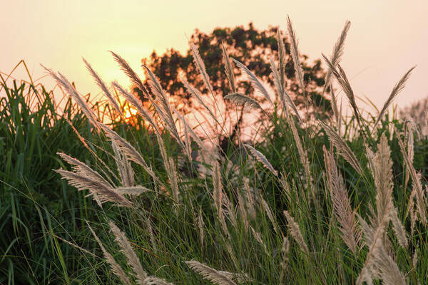 Pampas Grass Art Print featuring the photograph Earth Essence by Josu Ozkaritz