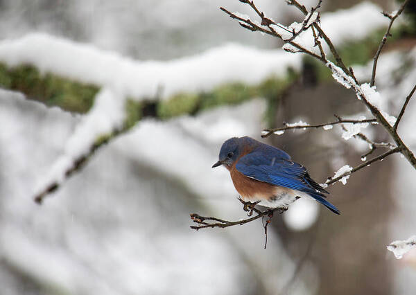 Freezing Art Print featuring the photograph Eastern Bluebird Perched on a Snowy Branch by Charles Floyd