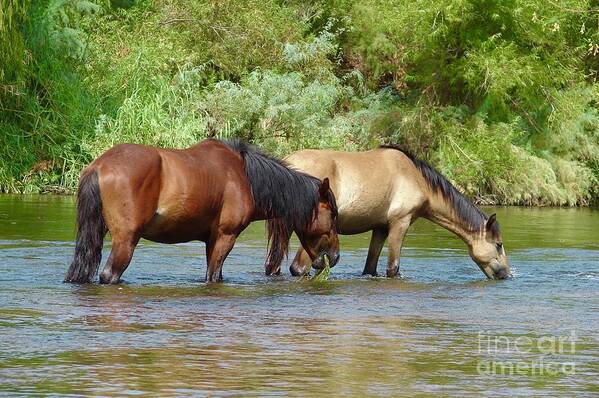 Salt River Wild Horses Art Print featuring the digital art Eel grass snack by Tammy Keyes