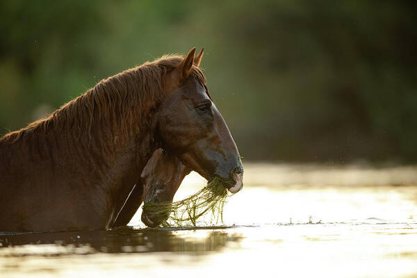 Salt River Wild Horses Art Print featuring the photograph Eelgrass Thief by Shannon Hastings