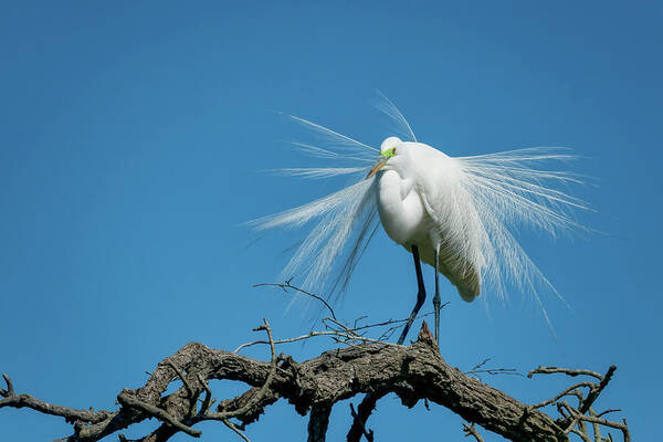 Egret Art Print featuring the photograph Egret Nesting-1 by John Kirkland